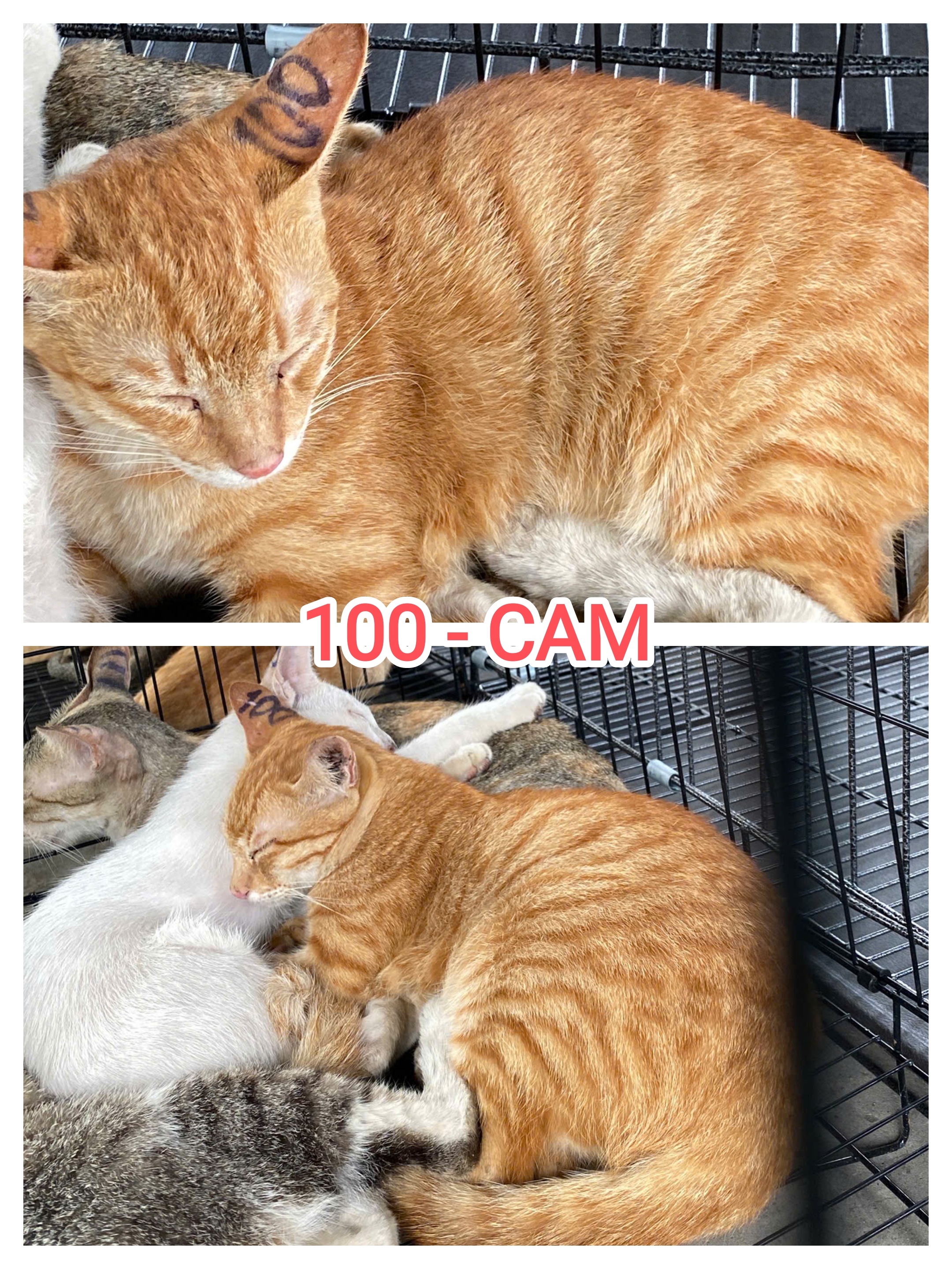100 đã nhận