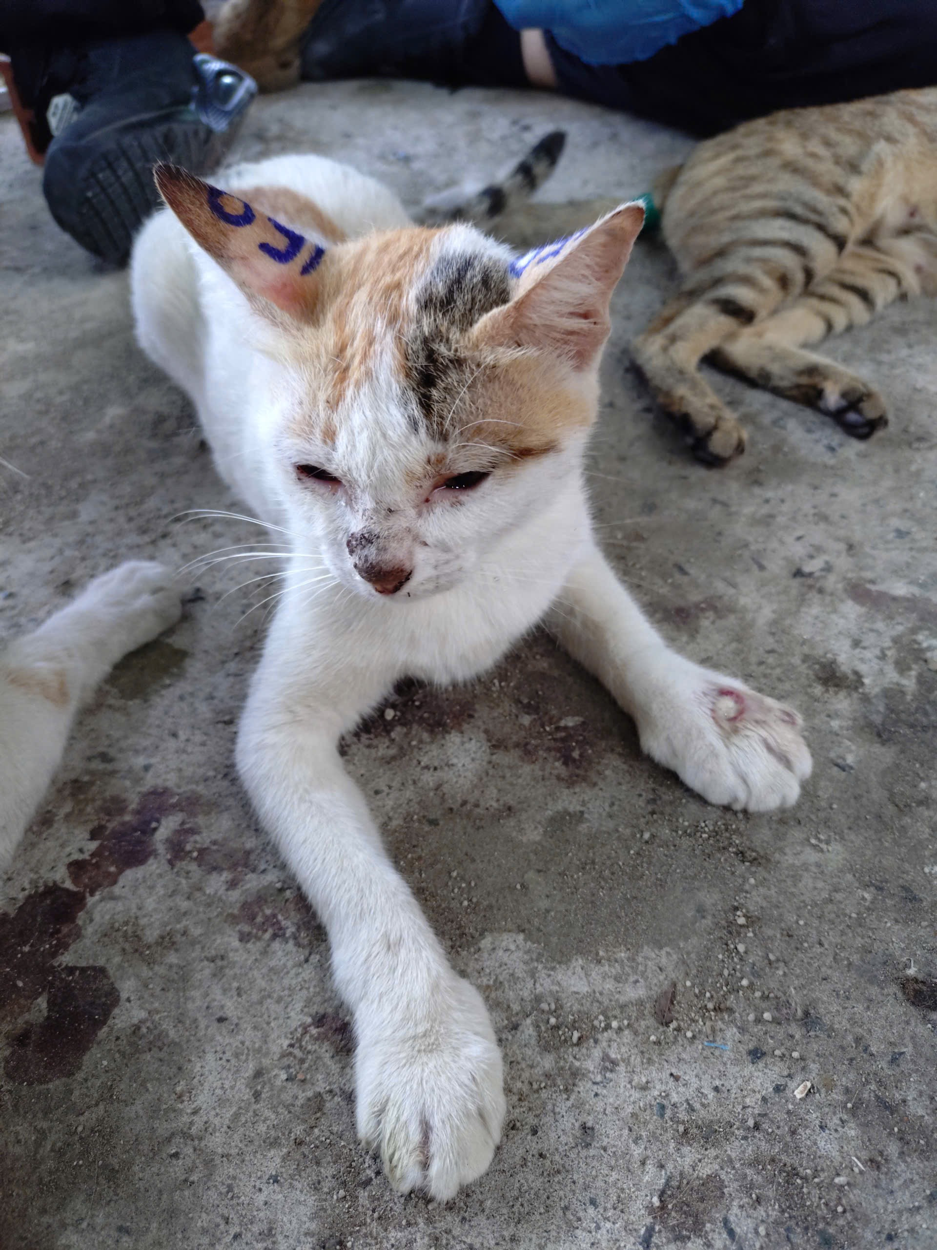 150 - P8 TRẮNG