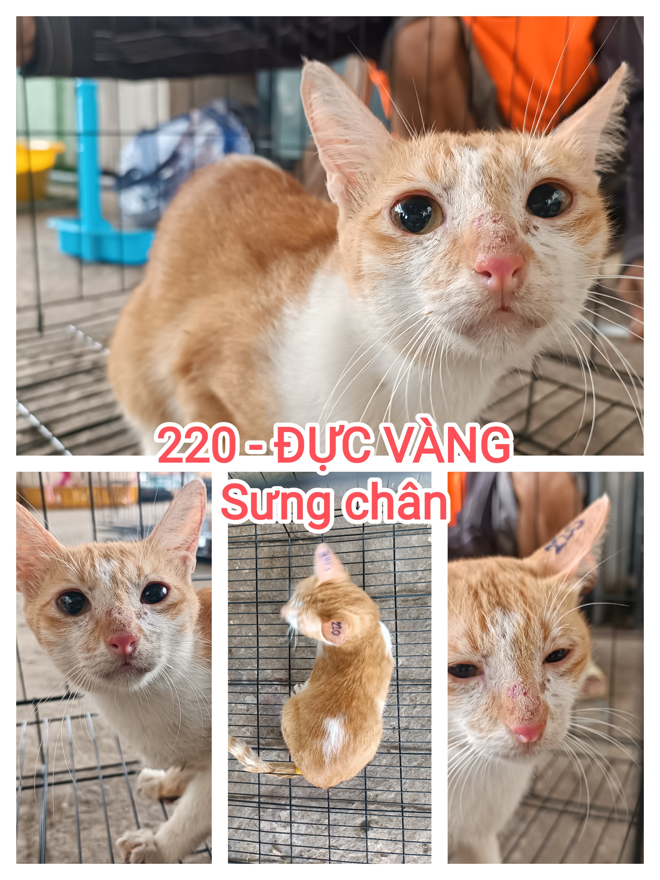 220 - 02 CAM TRẮNG