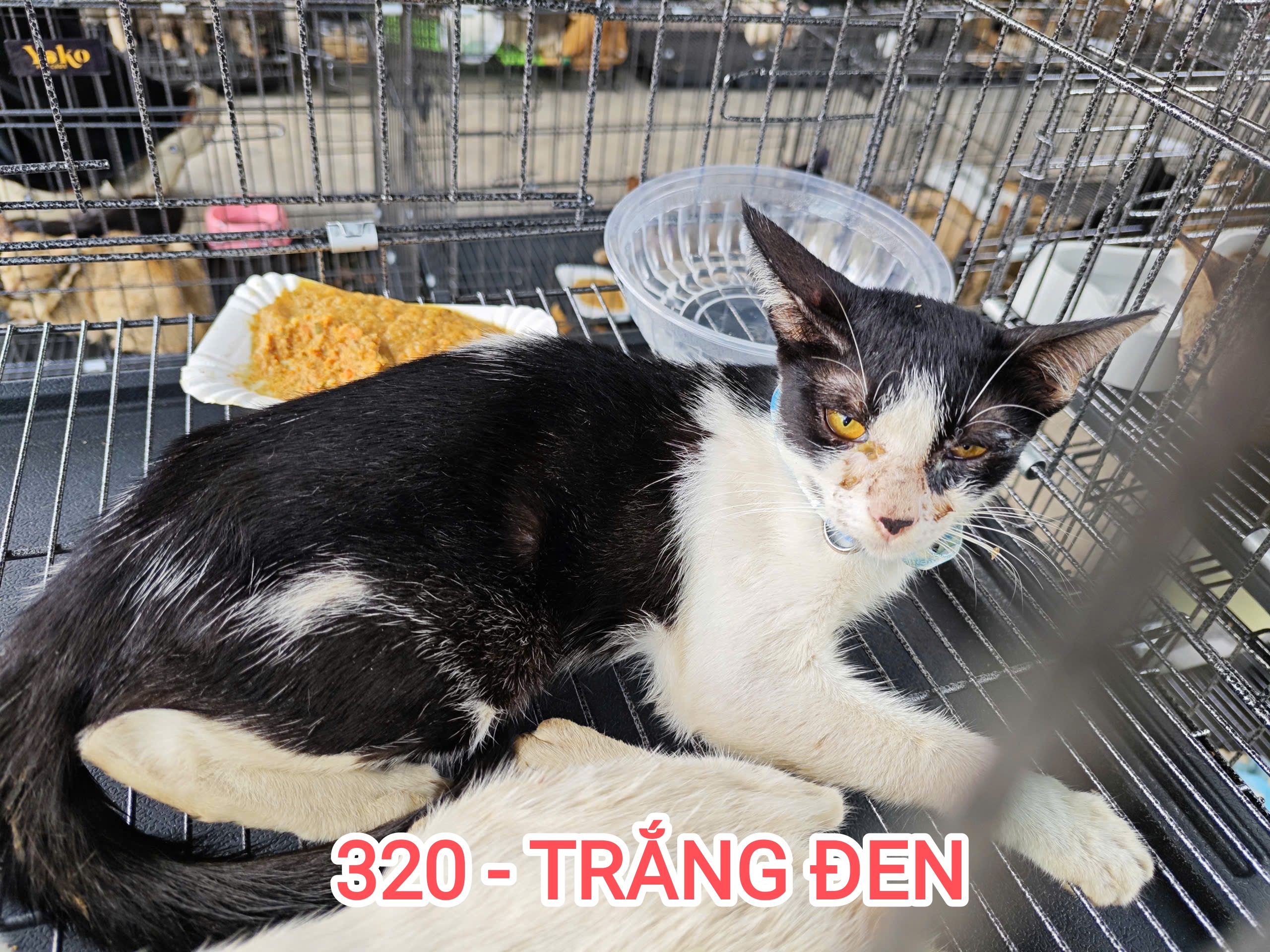 320 - P1 TRẮNG ĐEN