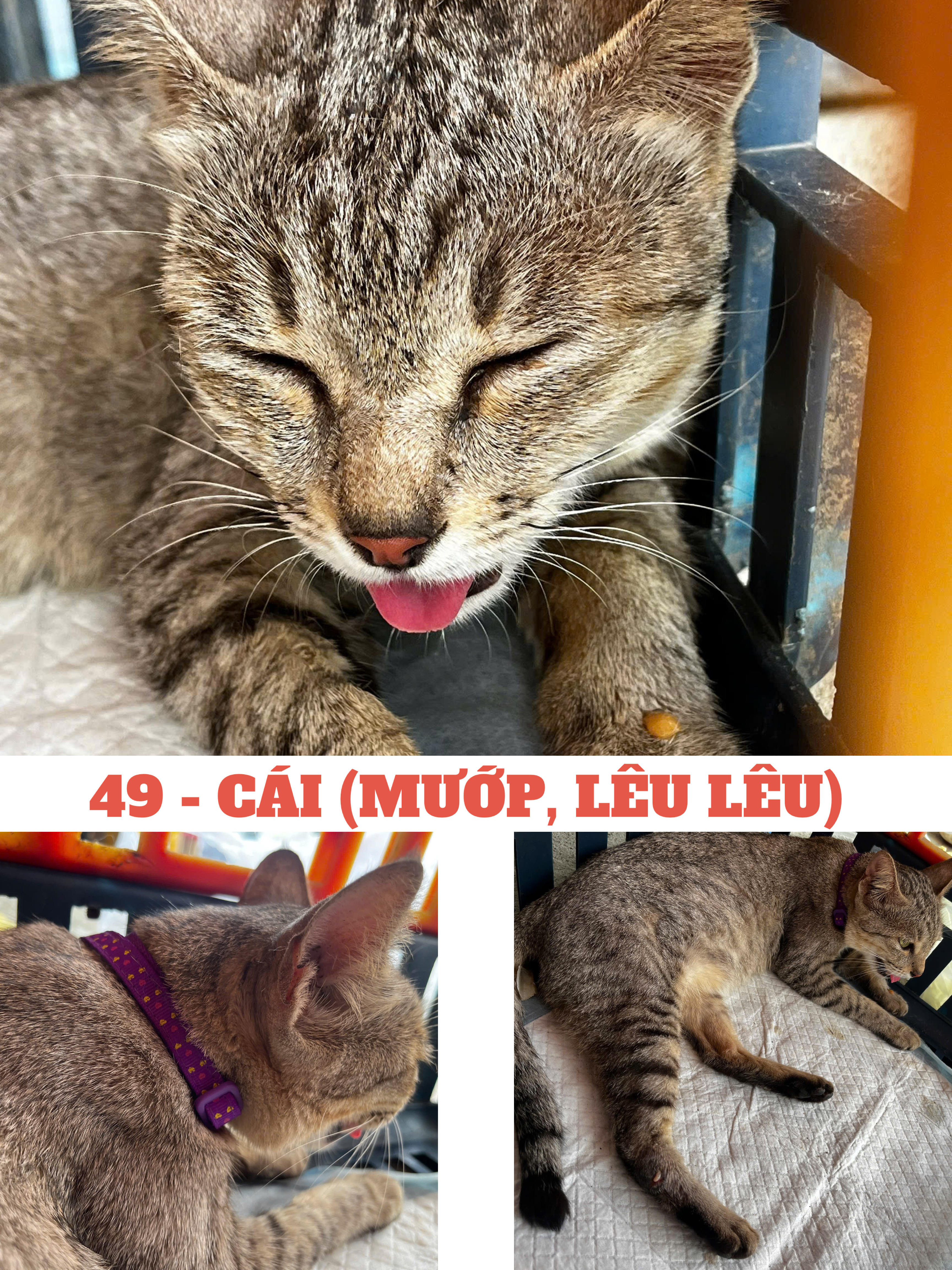 49 - N4 MƯỚP