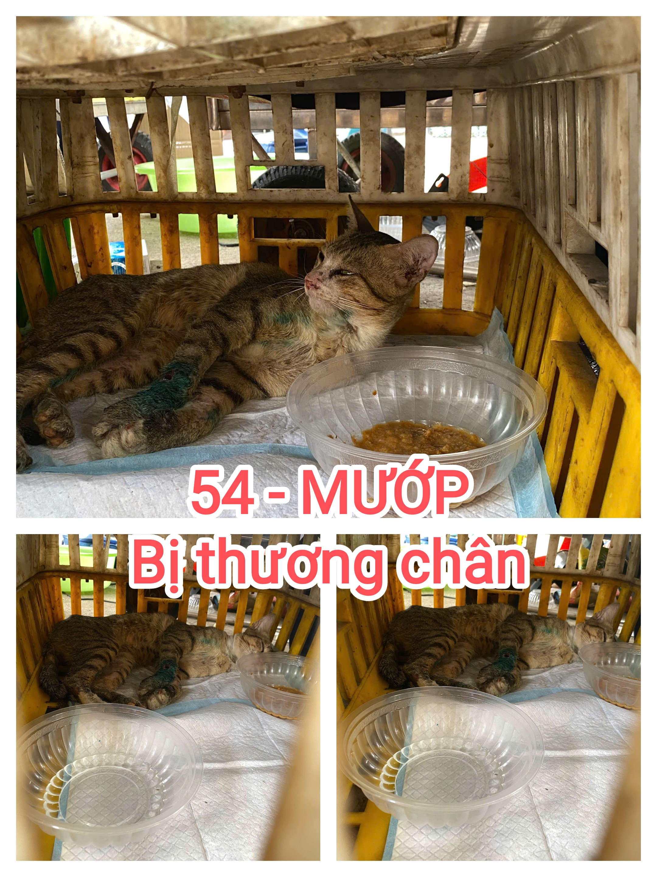 54