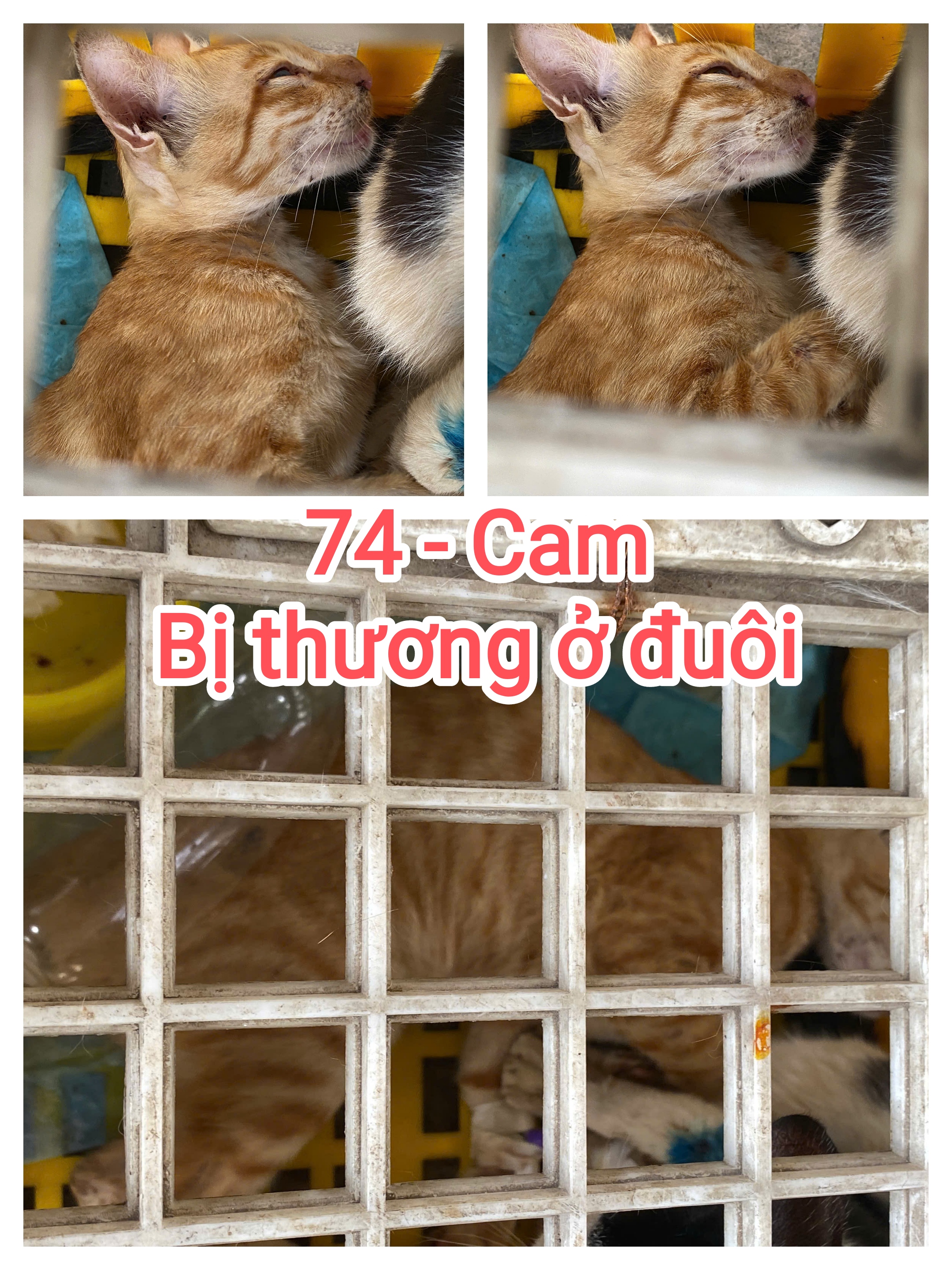 74